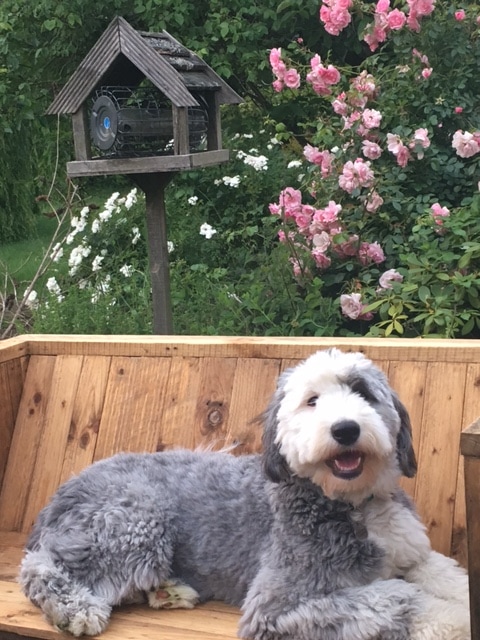 Maisie Old English Maisie Old English