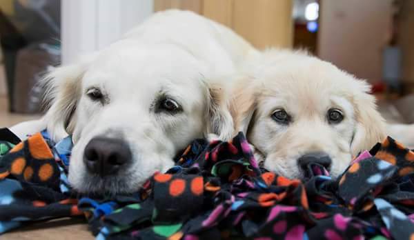 two-happy-dogs two-happy-dogs